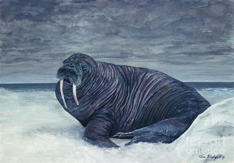 Walrus Painting At Paintingvalley Com Explore Collection Of Walrus Painting Walrus Painting At Paintingvalley Com Explore Collection Of Walrus Painting