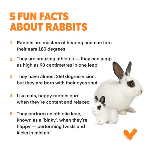 What Are 5 Facts About Rabbits Surprising Insights Unveiled