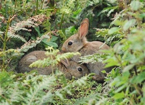 What Do Bunnies Like In Their Cages At Archer Frye Blog