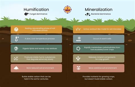 5 Ways Mineralization Works