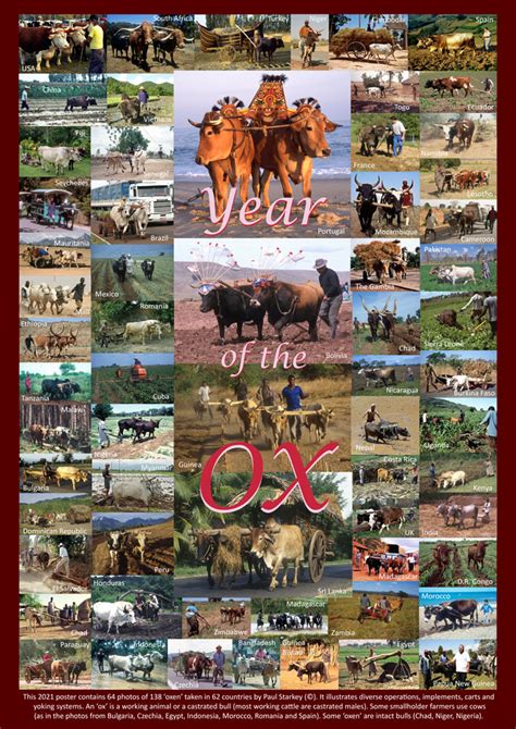 Year Of The Ox An Informative Celebration Of Work Oxen Technologies Worldwide Agricultural Museums